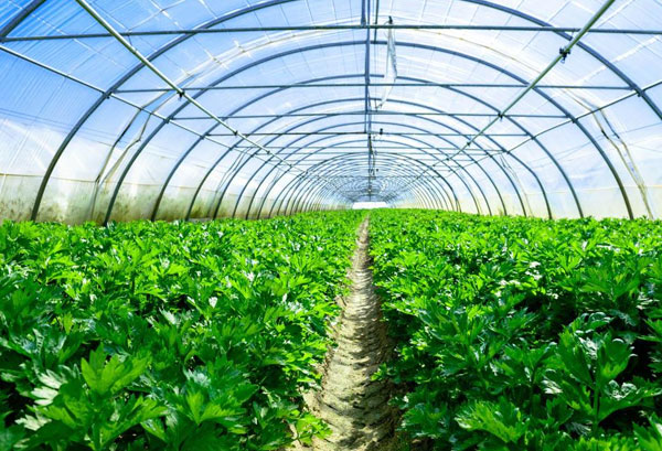 種植基地種植基地深圳市香蕉一级视频農產品有限公司