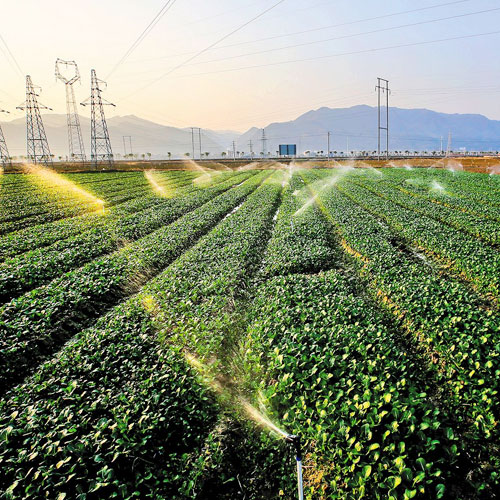 種植基地種植基地深圳市香蕉一级视频農產品有限公司